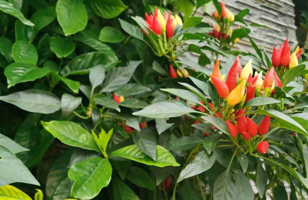 生态绿化墙（特写）